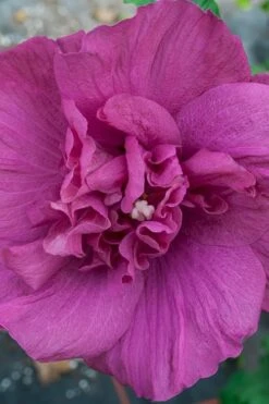 Magenta Chiffon Rose Of Sharon - Hibiscus Syriacus - 3 Gallon Pot -Garden Care Rose Of Sharon Magenta Chiffon 4