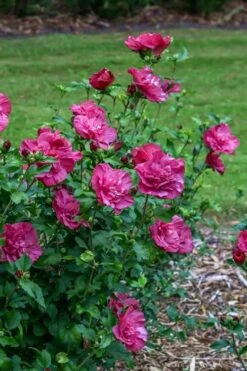 Magenta Chiffon Rose Of Sharon - Hibiscus Syriacus - 3 Gallon Pot -Garden Care Rose Of Sharon Magenta Chiffon 6