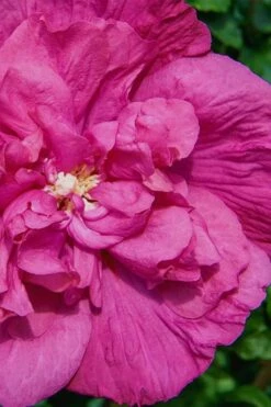 Magenta Chiffon Rose Of Sharon - Hibiscus Syriacus - 3 Gallon Pot -Garden Care Rose Of Sharon Magenta Chiffon 7