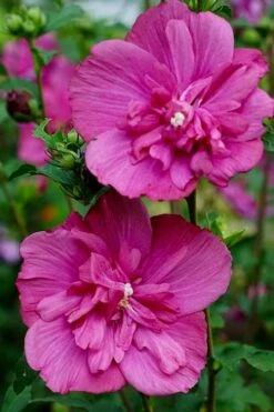 Magenta Chiffon Rose Of Sharon - Hibiscus Syriacus - 3 Gallon Pot -Garden Care Rose Of Sharon Magenta Chiffon 8