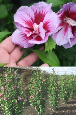 Purple Pillar Rose Of Sharon - 3 Gallon Pot -Garden Care Rose Of Sharon Purple Pillar