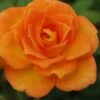 Sunrosa Orange Delight Dwarf Shrub Rose - 1 Gallon Pot