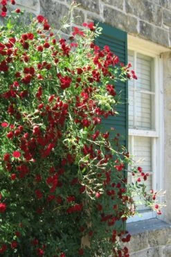 Red Cascade Miniature Climbing Rose - 1 Gallon Pot -Garden Care Rose Red Cascade 10