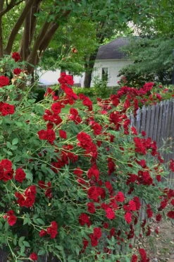 Red Cascade Miniature Climbing Rose - 1 Gallon Pot -Garden Care Rose Red Cascade 11