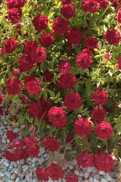 Red Cascade Miniature Climbing Rose - 1 Gallon Pot -Garden Care Rose Red Cascade 12