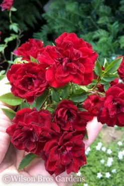 Red Cascade Miniature Climbing Rose - 1 Gallon Pot