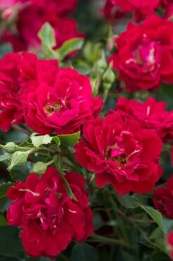 Red Drift Groundcover Rose - 1 Gallon Pot -Garden Care Rose Red Drift BS