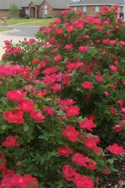 Original Red Knock Out Rose - 1 Gallon Pot 11 Original Red Knock Out Rose - 1 Gallon Pot -Garden Care Rose Red Knock Out 12