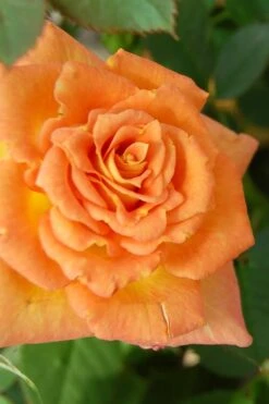 Sunrosa Orange Delight Dwarf Shrub Rose - 1 Gallon Pot -Garden Care Rose Sunrosa Orange Delight 1