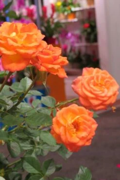Sunrosa Orange Delight Dwarf Shrub Rose - 1 Gallon Pot -Garden Care Rose Sunrosa Orange Delight 50