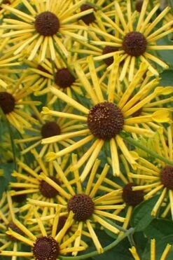 Henry Eilers Sweet Coneflower (Rudbeckia Daisy) - 1 Gallon Pot -Garden Care Rudbeckia Henry Eilers 1