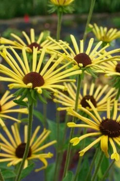 Henry Eilers Sweet Coneflower (Rudbeckia Daisy) - 1 Gallon Pot -Garden Care Rudbeckia Henry Eilers 2