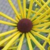 Henry Eilers Sweet Coneflower (Rudbeckia Daisy) - 1 Gallon Pot