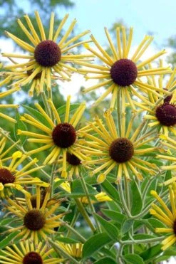 Henry Eilers Sweet Coneflower (Rudbeckia Daisy) - 1 Gallon Pot -Garden Care Rudbeckia Henry Eilers 5