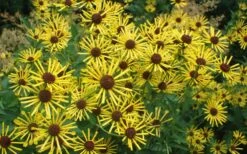 Henry Eilers Sweet Coneflower (Rudbeckia Daisy) - 1 Gallon Pot -Garden Care Rudbeckia Henry Eilers 7