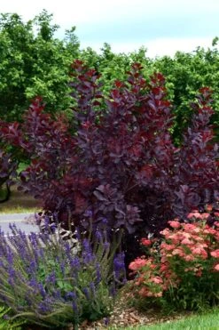 Royal Purple Smoke Tree (Smokebush) - Cotinus Coggygria - 3 Gallon Pot 18 Royal Purple Smoke Tree (Smokebush) - Cotinus Coggygria - 3 Gallon Pot -Garden Care SMoke Tree Royal Purple 20