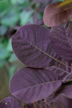 Royal Purple Smoke Tree (Smokebush) - Cotinus Coggygria - 3 Gallon Pot 15 Royal Purple Smoke Tree (Smokebush) - Cotinus Coggygria - 3 Gallon Pot -Garden Care SMoke Tree Royal Purple 22