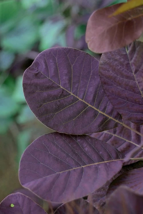 Royal Purple Smoke Tree (Smokebush) - Cotinus Coggygria - 3 Gallon Pot 6 Royal Purple Smoke Tree (Smokebush) - Cotinus Coggygria - 3 Gallon Pot - Image 6