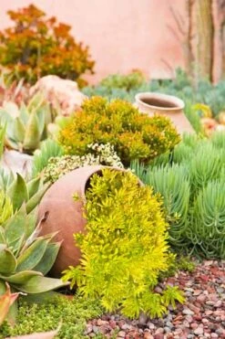 Lemon Ball Sedum - 5 Pack Of Pint Pots -Garden Care Sedum mexicanum lemon ball 2 1