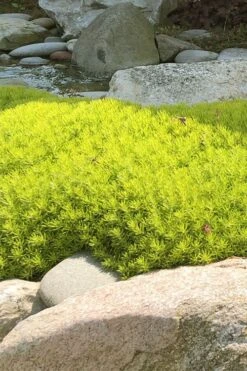 Lemon Ball Sedum - 3 Pack Of Quart Pots -Garden Care Sedum mexicanum lemon ball 4