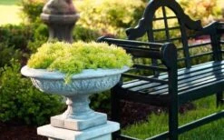 Lemon Ball Sedum - 3 Pack Of Quart Pots -Garden Care Sedum mexicanum lemon ball 6