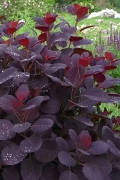 Royal Purple Smoke Tree (Smokebush) - Cotinus Coggygria - 3 Gallon Pot 19 Royal Purple Smoke Tree (Smokebush) - Cotinus Coggygria - 3 Gallon Pot -Garden Care Smoke Tree Royal Purple 11