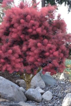Royal Purple Smoke Tree (Smokebush) - Cotinus Coggygria - 3 Gallon Pot 14 Royal Purple Smoke Tree (Smokebush) - Cotinus Coggygria - 3 Gallon Pot -Garden Care Smoke Tree Royal Purple 12