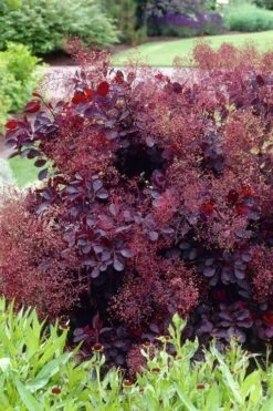 Royal Purple Smoke Tree (Smokebush) - Cotinus Coggygria - 3 Gallon Pot 16 Royal Purple Smoke Tree (Smokebush) - Cotinus Coggygria - 3 Gallon Pot -Garden Care Smoke Tree Royal Purple 23