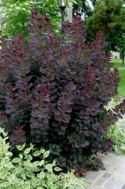 Royal Purple Smoke Tree (Smokebush) - Cotinus Coggygria - 3 Gallon Pot 13 Royal Purple Smoke Tree (Smokebush) - Cotinus Coggygria - 3 Gallon Pot -Garden Care Smoke Tree Royal Purple 25