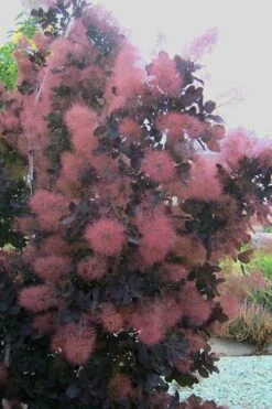 Royal Purple Smoke Tree (Smokebush) - Cotinus Coggygria - 3 Gallon Pot 17 Royal Purple Smoke Tree (Smokebush) - Cotinus Coggygria - 3 Gallon Pot -Garden Care Smoke Tree Royal Purple 28