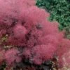 Royal Purple Smoke Tree (Smokebush) - Cotinus Coggygria - 3 Gallon Pot