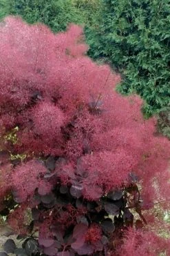 Royal Purple Smoke Tree (Smokebush) - Cotinus Coggygria - 3 Gallon Pot
