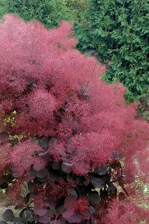 Royal Purple Smoke Tree (Smokebush) - Cotinus Coggygria - 3 Gallon Pot 1 Royal Purple Smoke Tree (Smokebush) - Cotinus Coggygria - 3 Gallon Pot