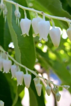 Sourwood Tree - Oxydendrum Arboreum - 3 Gallon Pot -Garden Care Sourwood Tree 18