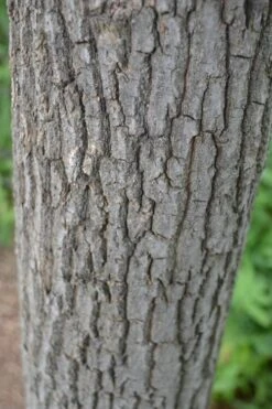 Sourwood Tree - Oxydendrum Arboreum - 3 Gallon Pot -Garden Care Sourwood Tree 20