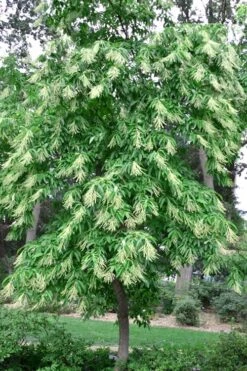 Sourwood Tree - Oxydendrum Arboreum - 3 Gallon Pot -Garden Care Sourwood Tree 22