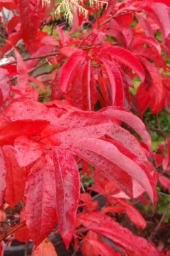 Sourwood Tree - Oxydendrum Arboreum - 3 Gallon Pot -Garden Care Sourwood Tree 6