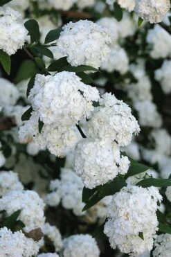 Double Reeves Bridal Wreath Spirea - 6 Pack Of 1 Gallon Pots -Garden Care Spirea Double Reeves 2