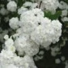 Double Reeves Bridal Wreath Spirea - 6 Pack Of 1 Gallon Pots