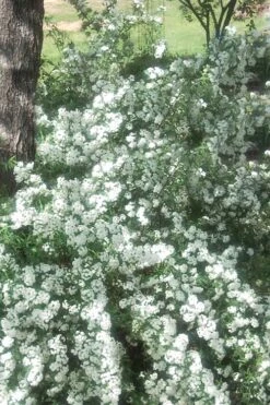 Double Reeves Bridal Wreath Spirea - 6 Pack Of 1 Gallon Pots -Garden Care Spirea Double Reeves 4