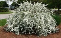Double Reeves Bridal Wreath Spirea - 6 Pack Of 1 Gallon Pots -Garden Care Spirea Reeves 7