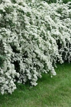 Double Reeves Bridal Wreath Spirea - 6 Pack Of 1 Gallon Pots -Garden Care Spirea Reeves 8
