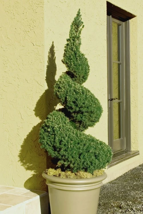 Spiral Dwarf Alberta Spruce Topiary - 2 Gallon Pot 1 Spiral Dwarf Alberta Spruce Topiary - 2 Gallon Pot