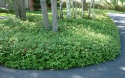 Creeping St Johns Wort (Hypericum Calycinum) - 5 Pack Of Quart Pots -Garden Care St Johns Wort 1