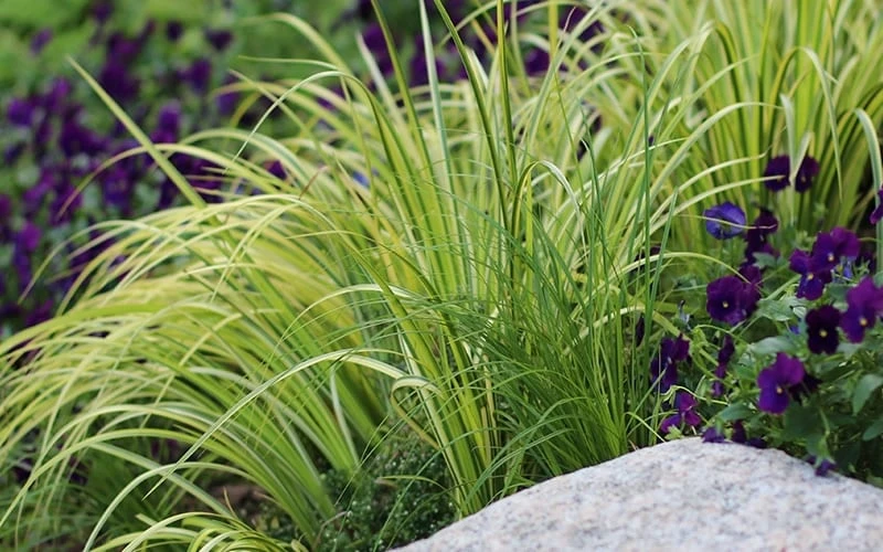 Golden Variegated Sweet Flag - Acorus Gramineus 'Oborozuki' - 18 Count Flats Of Pint Pots 4 Golden Variegated Sweet Flag - Acorus Gramineus 'Oborozuki' - 18 Count Flats Of Pint Pots - Image 4