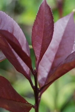 Apricot Echo Tea Olive - Osmanthus Fragrans Aurantiacus - 1 Gallon Pot -Garden Care Tea Olive Apricot Echo 4