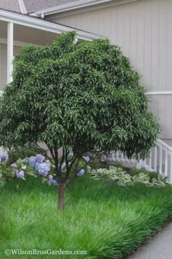 Fudingzhu Fragrant White Tea Olive (Osmanthus Fragrans) - 1 Gallon Pot 8 Fudingzhu Fragrant White Tea Olive (Osmanthus Fragrans) - 1 Gallon Pot -Garden Care Tea Olive Fudingzhu 6