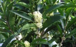Fudingzhu Fragrant White Tea Olive (Osmanthus Fragrans) - 1 Gallon Pot 9 Fudingzhu Fragrant White Tea Olive (Osmanthus Fragrans) - 1 Gallon Pot -Garden Care Tea Olive Fudingzhu 7