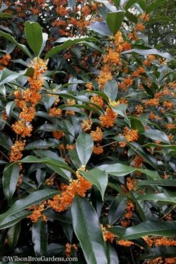 Fragrant Orange Tea Olive - Osmanthus Fragrans Aurantiacus - 1 Gallon Pot -Garden Care Tea Olive Orange 102
