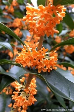 Fragrant Orange Tea Olive - Osmanthus Fragrans Aurantiacus - 1 Gallon Pot -Garden Care Tea Olive Orange 104